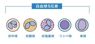 白血球の種類