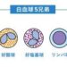 白血球の種類